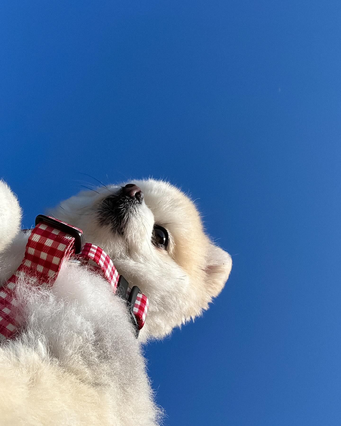-
우리집 막둥 미모 무슨일..🍋💛