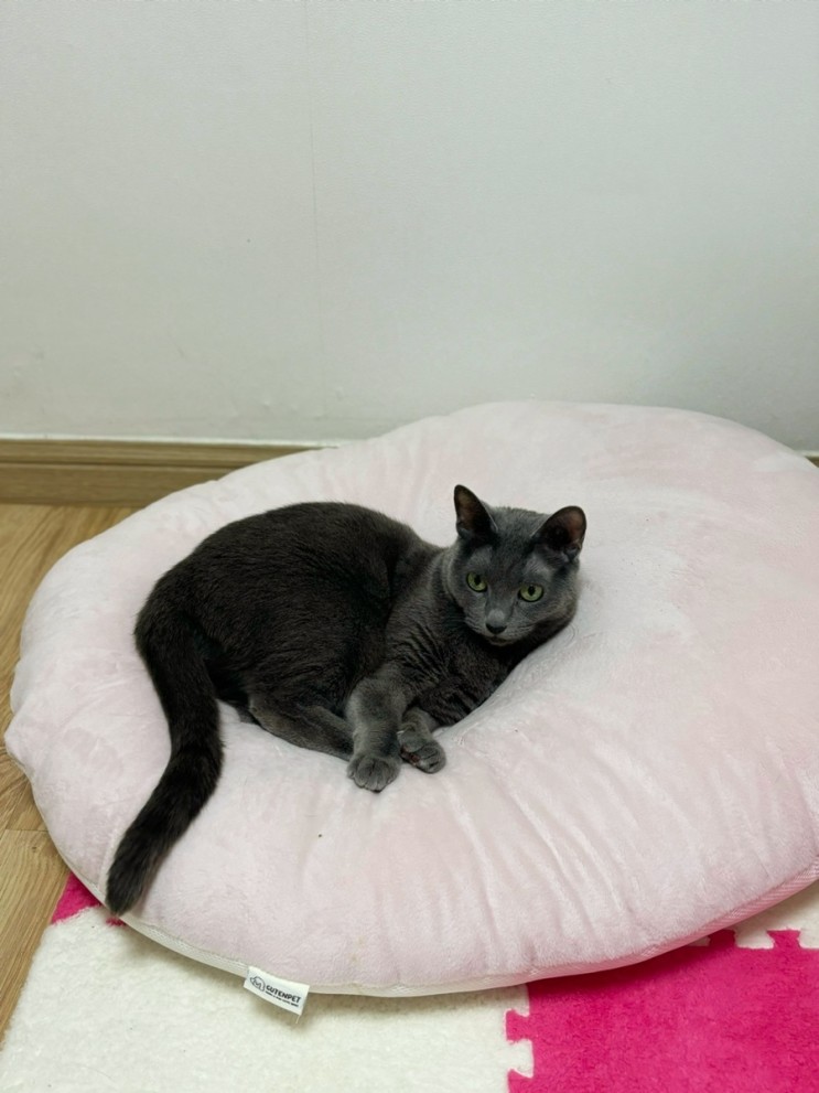 고양이 역방쿠 부드럽고 편한 구텐펫 고양이 쿠션 추천