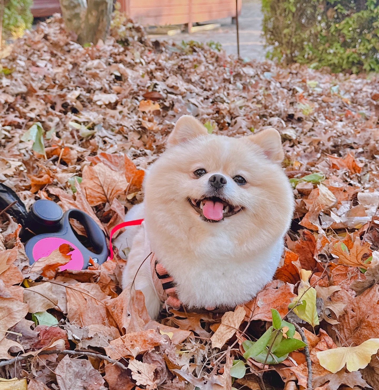 #라떼일상 #가을낙엽 
낙엽 날릴때 표정 어쩔꺼냐고 ㅋㅋ🍂🍁
올만에 칭구들 많이 만나고온날,,