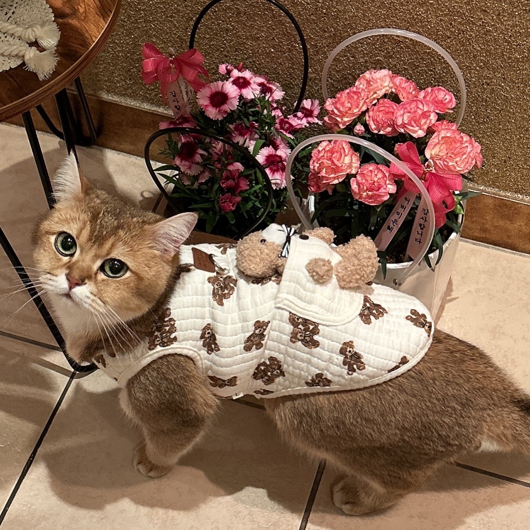 콘텐츠
