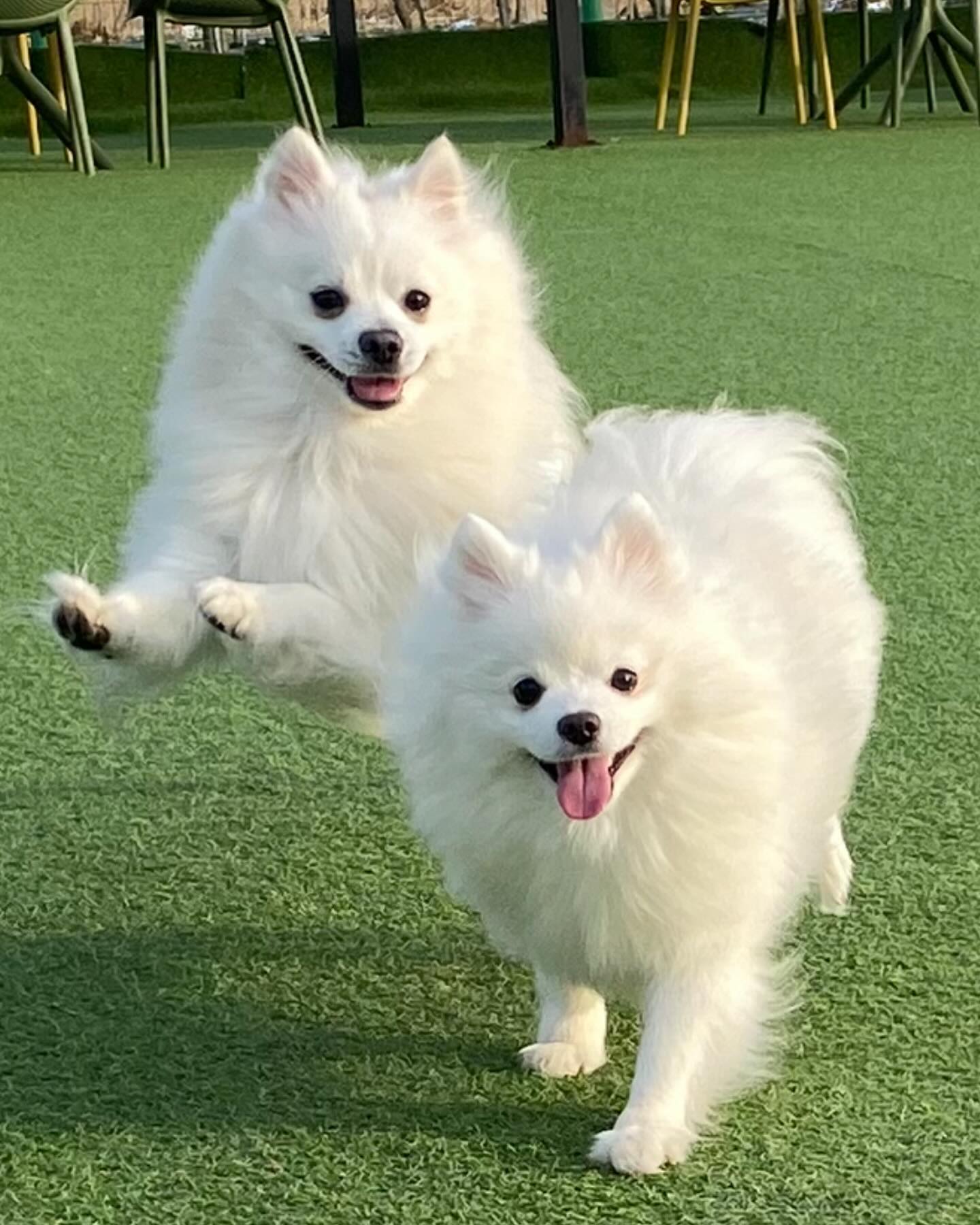 #스피츠 #애견 #애견동반 #애견운동장 #강아지그램 #강아지일상 #강아지스타그램 #킹 #콩 #멍팔 #멍스타그램 #댕댕이그램 #개스타그램 #개 #겨울 #데일리 #좋아요반사 #좋아요 #instalike #like #likesforlike #spitz