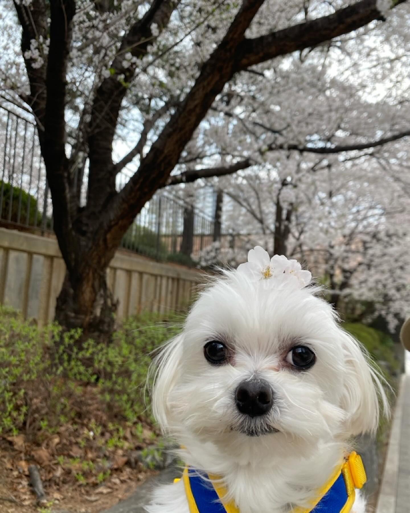 🌸꽃돌이 모찌 사세요~~~🌸
안녕하세요 모꽃돌입니당 ?🙊