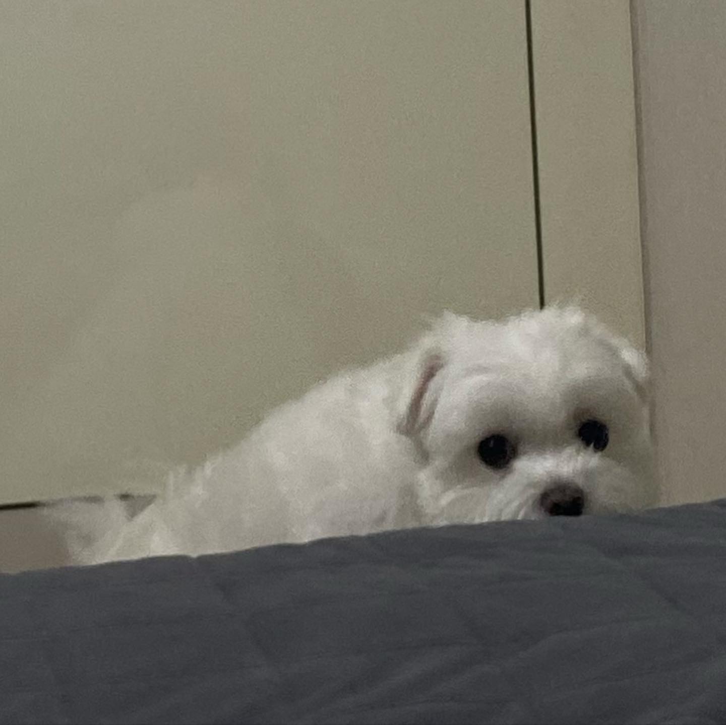 #흔들리지않는편안함#강아지