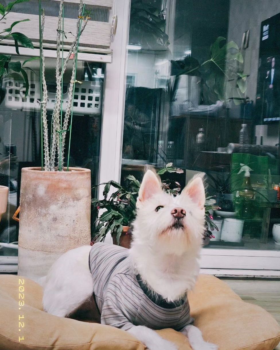 .
너 이녀석
입 안에 숨긴 거 내놔

#김버들 #버들 #포인핸드 #pawinhand #사지말고입양하세요 #멍스타그램 #믹스견 #시고르자브종 #원앤온리 #oneandonly #개스타그램 #dogstagram #puppy #dog #daily #강아지일상 #오늘의강아지 #22개월강아지