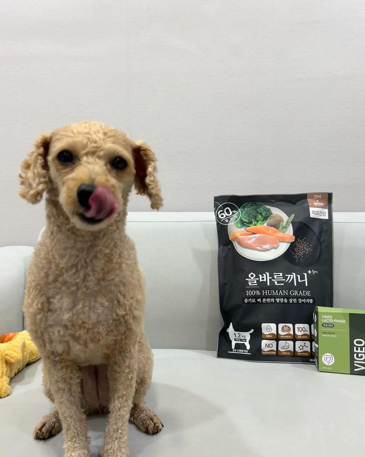 #협찬 #광고
coreadog 

국개대표 시너지세트 체험단🐶

칭구들 안녕안녕🙌
엄청 오랜만에 시식단 활동으로 돌아왔어😆

내가 이번에 먹어본 건 올바른끼니 알파(연어)랑
비제오(락토프리) 영양제야!

올바른끼니 알파는 기존에 있던 올바른끼니 사료 업그레이드
버전인데, 독보적인 스팀드라이 공법으로 1차로 증기로 찐 뒤 
80도에서 2차 건조해서 유해균을 제거하고 영양소 파괴를 최소화 해서 소화흡수율을 높였대🐶

생육을 넣어 증기로 쪄서 수분함량이 높고 확실히 먹고 있던 건식 사료보다 묵직하더라구👀
나는 더 많이많이 먹고싶었는데, 온니가 살 더 찌면 안된다구
쪼끔만 줬어..😮‍💨 

아 그리고 비제오라는 락토프리 영양제도 같이 먹어봤는데,
tvN슬의생 자문교수님과 수의사님, 국개대표에서 공동개발 했구 
펫 영양제 최초로 천연항생제라고 불리는 박테리오 파지를 함유해 유해균을 제거해주고 유익균을 20배 증폭시켜 건강한 장이 되도록 도와주는 차원이 다른 신개념 영양제더라구😆

가수분해 닭고기가 들어가서 알러지 걱정도 없고
꼬기맛이 나서 너무 맛있었어(게 눈 감추듯이 먹어서 동영상을 못 찍었어요😂)

매끈매끈한 황금응가도 쑥쑥 나와서 변비 걱정도 이젠 안녕-🙌

#국개대표 #올바른끼니 #올바른끼니알파 #국개대표체험단 #강아지관절사료 #강아지다이어트사료 #강아지피부사료 #강아지피모사료 #증기로찐사료 #강아지사료 #기호성좋은사료 #비제오 #강아지영양제 #국개대표영양제 #강아지관절영양제 #강아지장영양제 #기호성좋은강아지영양제