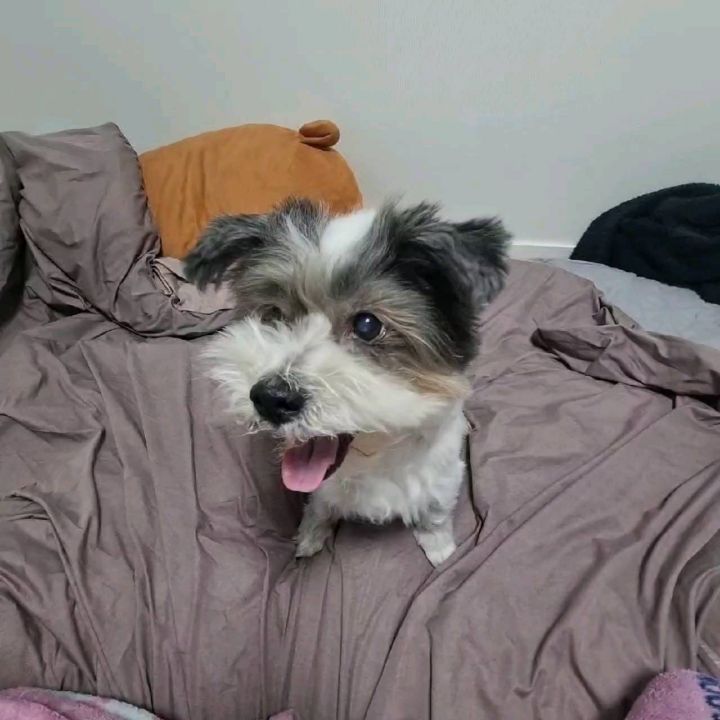 바부강아지
.
.
#믹스견 #믹스견 #멍스타그램 #멍멍이그램 #dogstagram