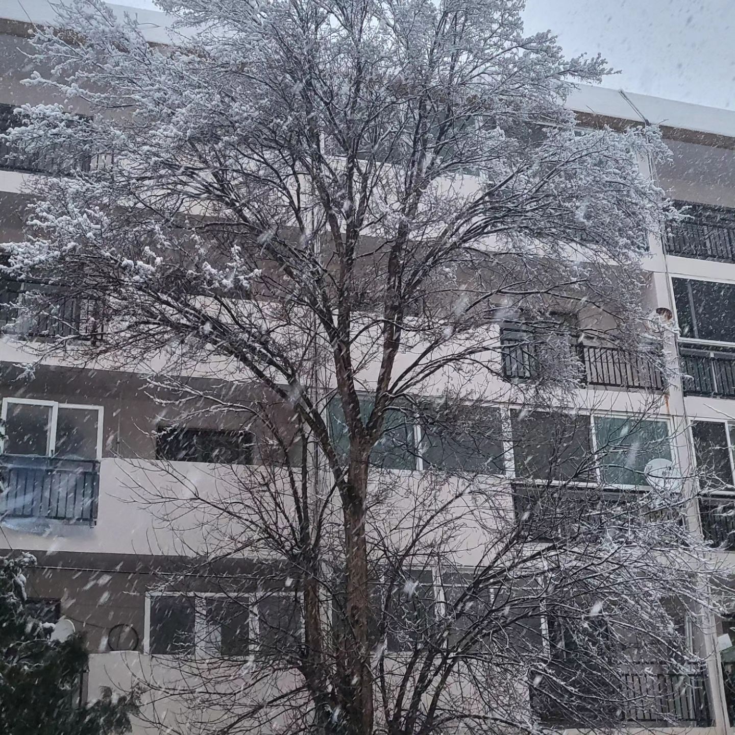 #눈이온다❄️ #펑펑 
#고립각❄️ #어쭤지