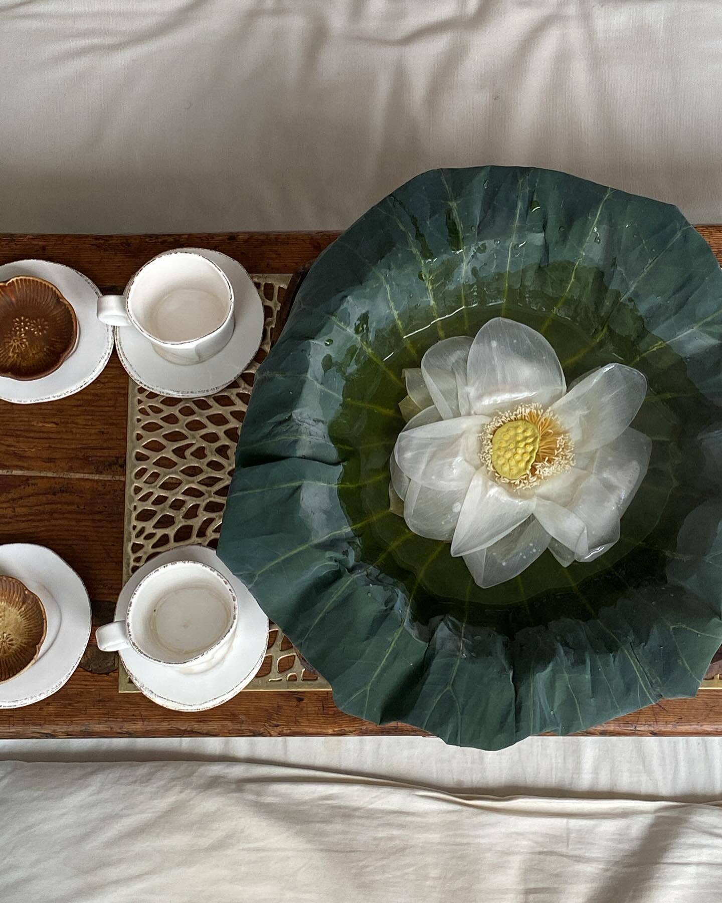 날씨 좋은 날엔 사진 많이 찍어줘야지 !🪷🍵🩵