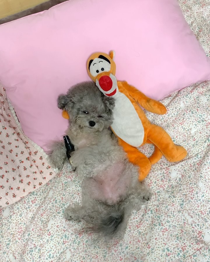 쿠울🐭💤🧡
코봉이 말고 티거오빠랑 낮잠때림😴
나 눈 뒤집고 잔다고 차이는거 아니겠지???

스킨케어 챱챱 뿌리고 한숨 때리면
내 피부 마니 좋아지겠지🥺✨
물어뜯어 털 다 뽑고 상처까지 생긴 다리... 
베타글루칸과 아로마오일등 엄선 된 원료로
검증 받아 만들어진 메딕홈 스킨케어🌿✨

매일 하루에 2-3번 뿌려 마사지 해주니까
눈에 보이게 좋아졌다!!! 역시 좋은 제품으로
꾸준히 관리가 답인가..🫶🏻
medichome.official 

#쩍벌녀 #팔베개해주는오빠 #코봉아나먼저간다
#메딕홈 #반려견용품 #애견용품 #애견용품추천
#강아지피부병 #강아지스킨케어 #애견스킨케어