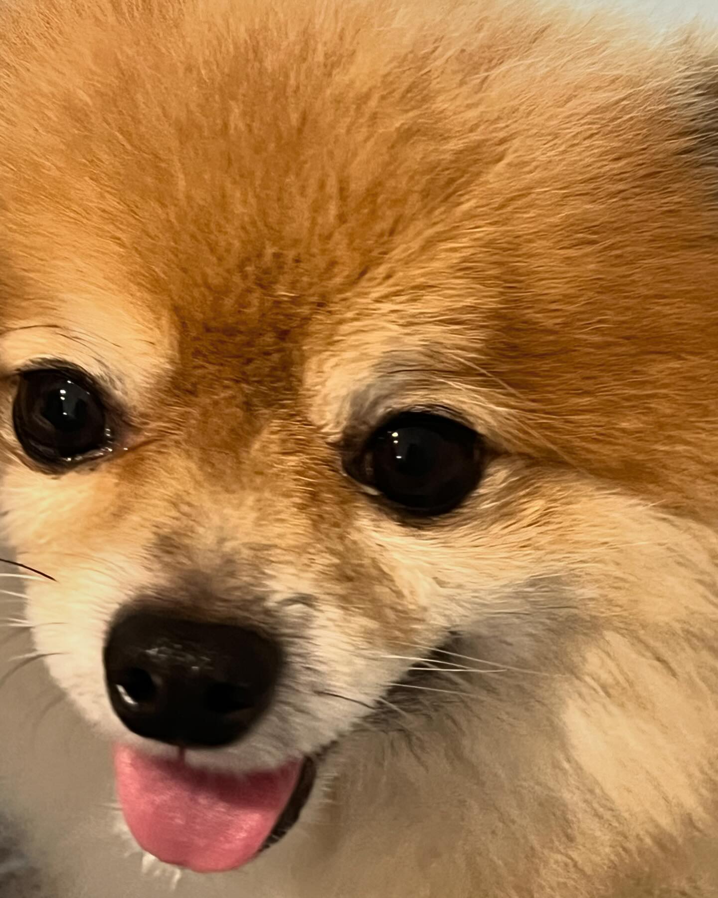 얼빡샷🤩🤩
.
.
.
.
.
#포메라니안