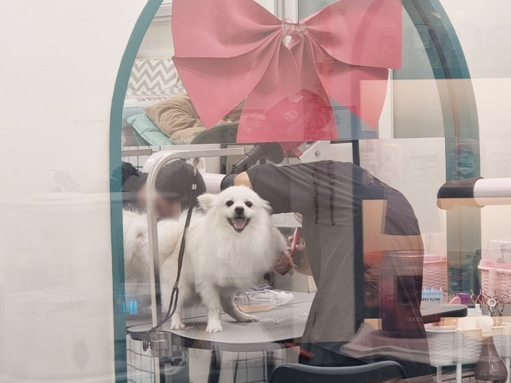 광안리애견미용 쁘띠몽펫샵에서 관리받은 후기