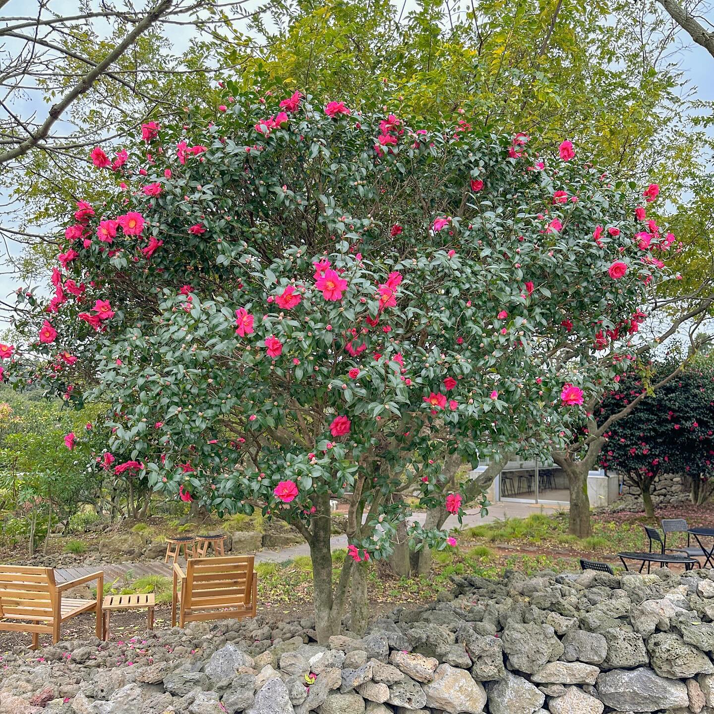 가시림🌺

10장밖에 못올리는게 아쉬워서,
나눠서 올려야만 하는 곳❤️

오픈한지 얼마 안된 곳이지만,
벌써 소문나서 많이 오시는것 같아요☺️

4000평 규모의 정원에서 인생샷 남기기 좋아요😀
정말 천천히 걸으면서 구경하고 사진찍고 하면,
시간 가는줄 몰라요🙊

입장료가 이렇게 저렴해도 되나 싶었어요🥹
그런데 이가격에 ,,,,,,,
무농약귤 한봉지씩 무료체험이 있다는 사실!!
귤따기 체험 다른 카페 가면 가격대가 좀 있거든요,,
심지어 1키로 정도만 딸수 있고 추가로는...돈 더 내야하구!
저희 한봉지씩 따왔는데 한봉지 거의 6-7키로 나오더라구요🙊

정원 다 구경하고, 귤따기 체험 하고싶다고 하시면
장갑이랑 귤따는가위(이름을 아직도 모름🤪) 검은 비닐까지
인원수 대로 주셔요😀

정원 구경도 하구 귤도 따가세요오🙏🏻❤️
내돈내산인데 정말 너무 좋아서 공유합니다✋

📣 주소 : 제주 서귀포시 표선면 녹산로5번길 171
📣 이용요금 :  일반 성인(20세이상) 6,000원 /청소년(36개월-19세) 4,000원
단체(20인이상), 제주도민, 경로(65세이상) 장애인/국가유공자/군인 4,000원
신분증 필수지참! 36개월미만 영유아 무료입장(증빙서류필수지참)
📣 카페별도이용(필수아님)

#제주도민 #육아맘 #제주맘 #제주살이 #가시림 #나만알고싶은곳 #제주동백카페 #동백정원 #제주겨울여행 #겨울의제주 #제주귤따기체험 #아이와제주 #아이와제주여행 #무농약귤체험