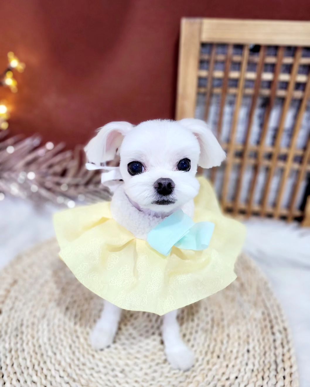 아이 낳은 뒤로 너무 무심했던 렌이에게 미안해하며..

사랑해 개딸~♡♡ 조금더 엄마가 부지런해질께ㅜㅠ
꾸미면 이렇게 이쁜데...챙겨주기가 힘든...