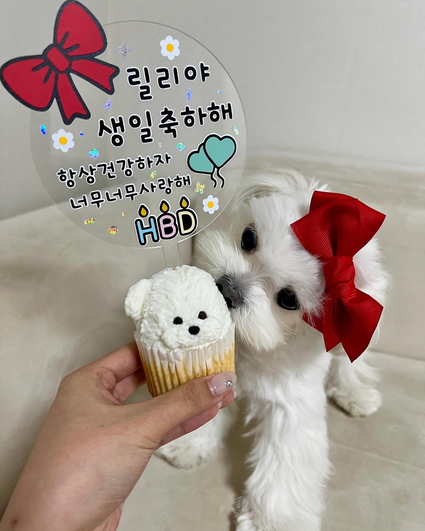 우리릴리❤️ 두번째 생일 진심으로 축하해🥹 시간이 왜 이렇게 빨리 가는걸까?.. 지금까지 크게 아프지 않고 이쁘게 잘 커줘서 고마워 우리애기🫶🏻 앞으로도 이렇게만 자라줘 엄마가 끝까지 지켜줄께❤️

2023. 11. 04. 릴리의 두번째 생일