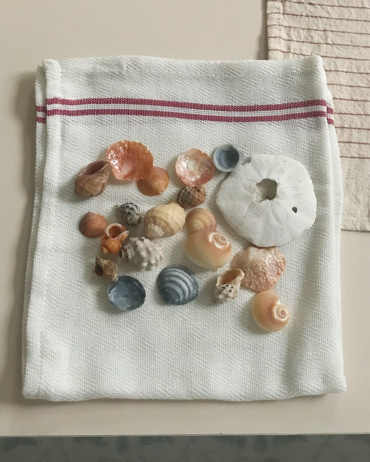 나으 새로운 취미를 소개합ㄴㅣ다🐚