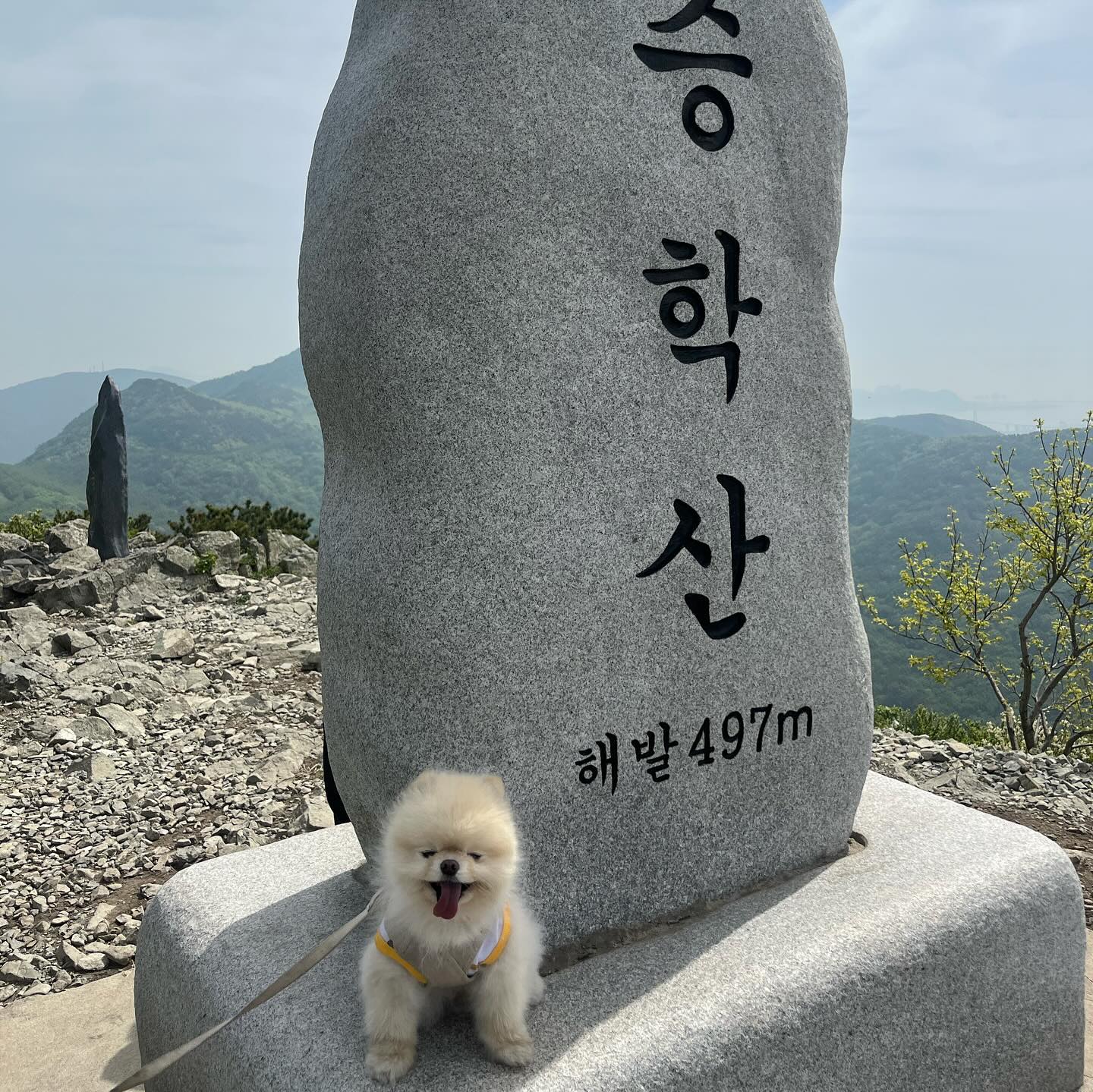 ㄷ ㅏ이어트 하는 주인 놈 때문에 너가 고생이 많다 ^^

(사실 길이 생각보다 험하고 하나도 안걸어서 3kg 아령 역할을 톡톡히 해줌.)

 #승학산 #승학산등산