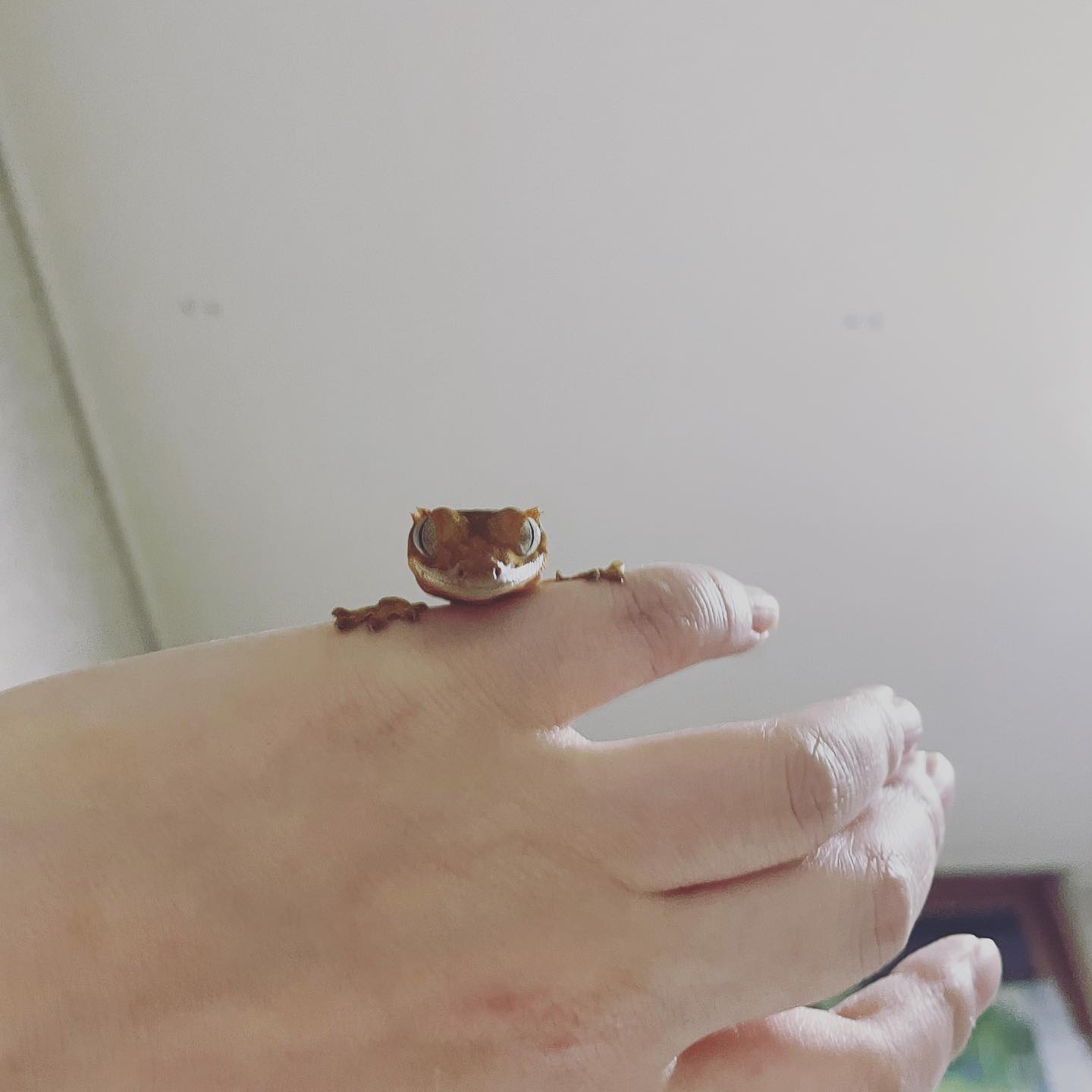 내 손&이불에 응가하기 1초전 사진 ㅋㅋ 스프야 사랑해 💕