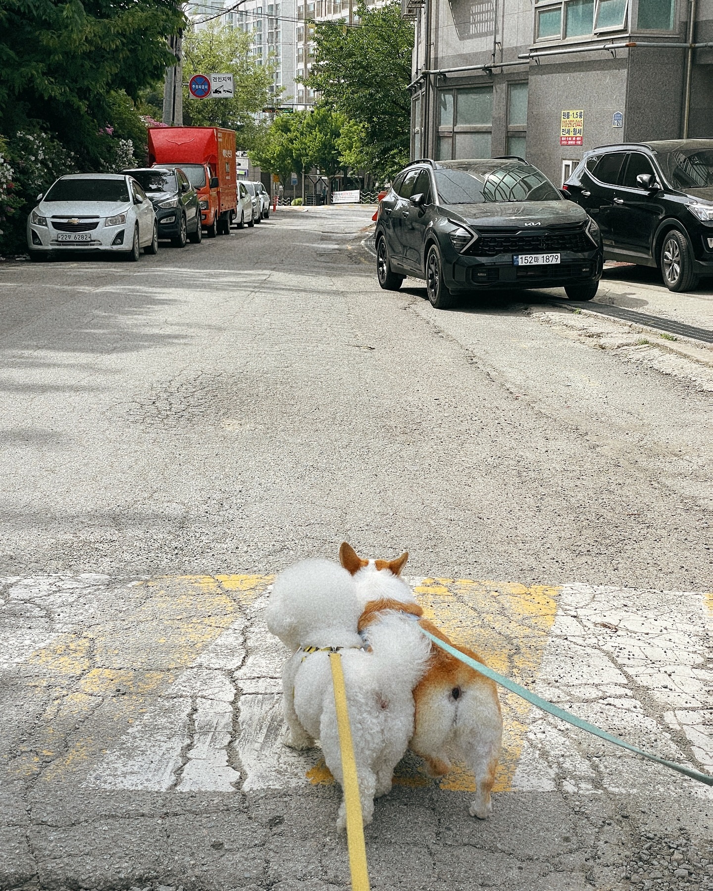 더워죽겠다면서 꼭붙어다니기🐶💓🐶