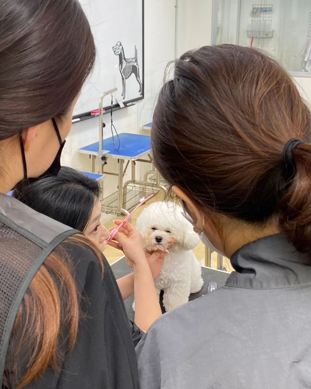 #양주애견미용학원
#원장직강
.
귀툭튀 수업 😃
전체적인 설명 및 시범 수업 후 개별 실습 !!
귀툭튀 진도 나가는 수강생 4명. 강사쌤 4명... 🤭🤭

.
✔️ 자격증 준비기간 동안에도 실무수업/펫미용 수업을 함께 진행합니다
✔️ 현직 필드미용사로 구성된 강사진의 1:1 맞춤수업으로 진행됩니다
.
#원장님직강 #김형종교수님
#개인지도 #실견수업학원
#애견미용사자격증
.
#애견미용사2급 #애견미용사3급
#의정부애견미용학원 #동두천애견미용학원 #포천애견미용학원 #파주애견미용학원
#애견미용학원 #애견연맹 
#개인교습 #애견미용개인교습 #대형견미용
#꿈나무애견미용실 #양주애견미용 #펫미용학원 #펫미용