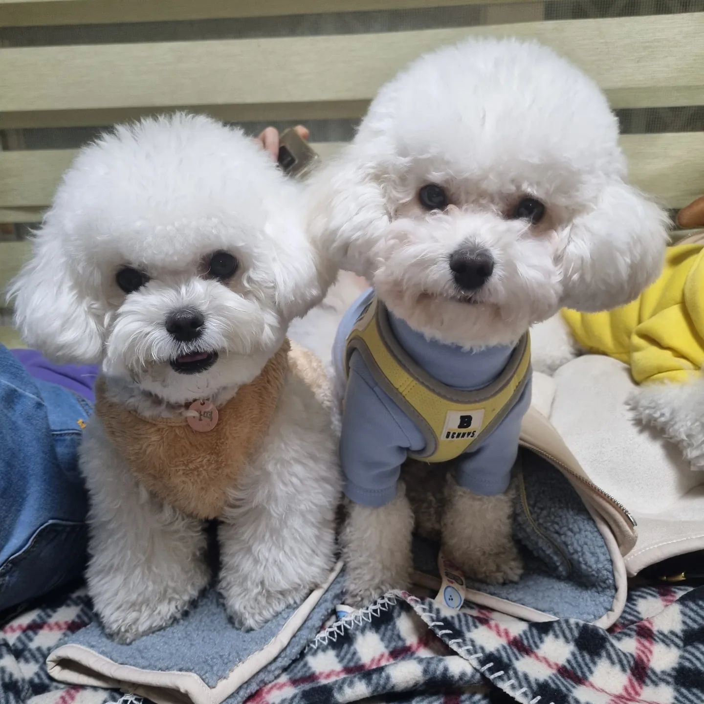 우리는 형제예요!

찰떡&파이❤️❤️

#개형제 #형제사이 
#비숑형제 #견생11개월차 #사랑둥이들
#견스타그램 #댕스타그램 #멍스타그램 
#멍멍이 #멍멍 #내새꾸들
