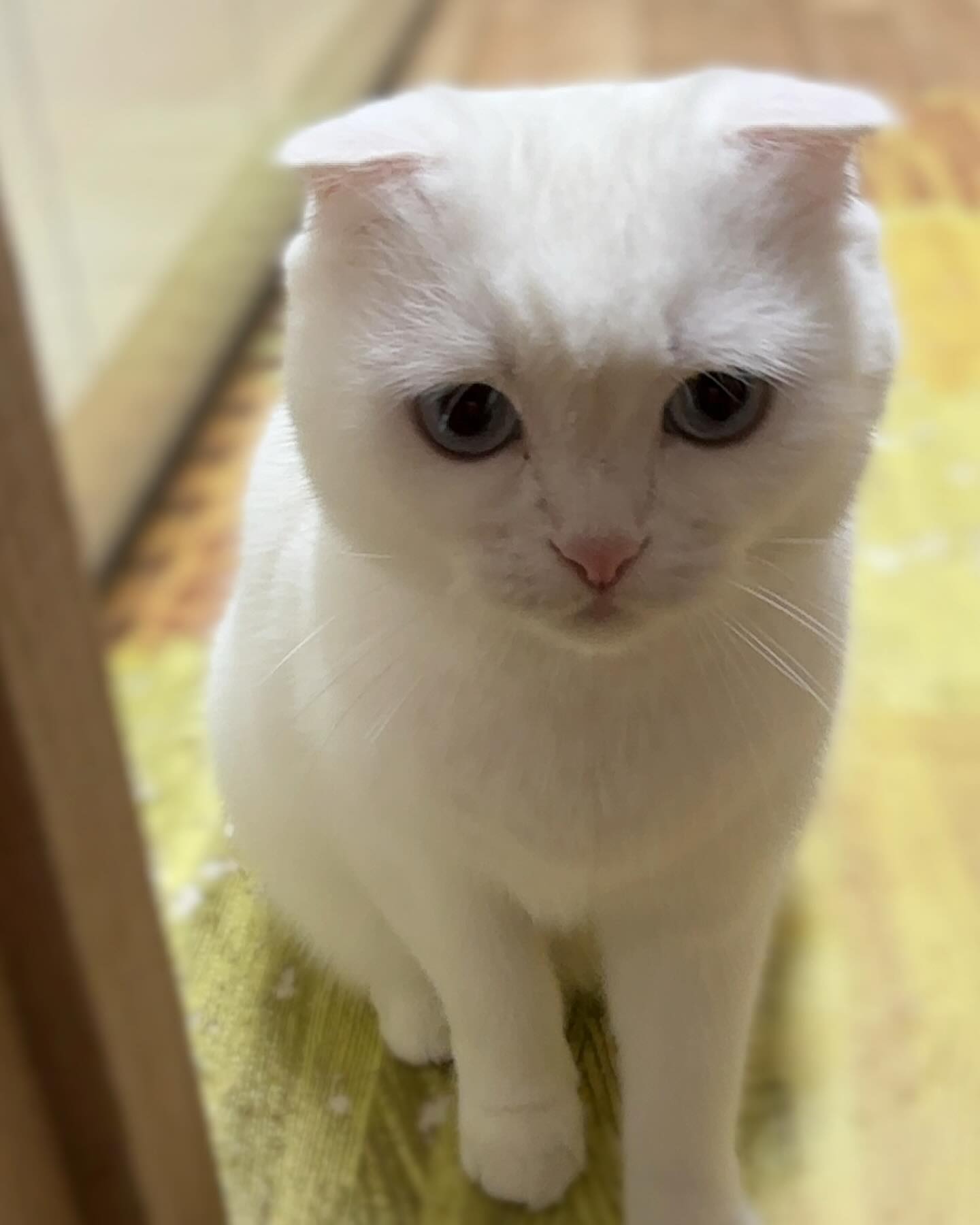 안녕하세오 #내이름은만세 
얼굴은 귀엽지만 한승깔하쥬