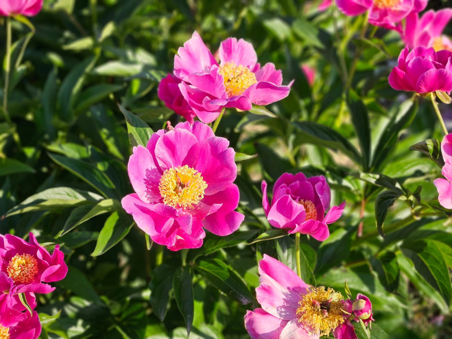 태화강 국가정원 봄꽃축제🪻🌷🏵