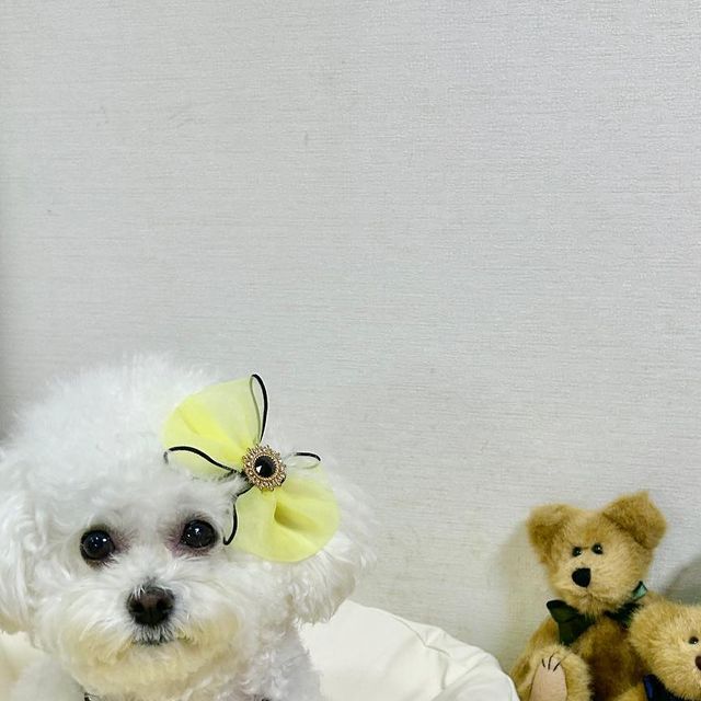 토이푸들 miro🤍 on Instagram: "#협찬 비가 한번 내리붓고 나니 시원해진 오후💛 #강아지 #강아지포토존 #귀여운강아지 #멍스타그램 #멍팔 #강아지맞팔 #맞팔해요 #강아지모델 #강아지방석 #강