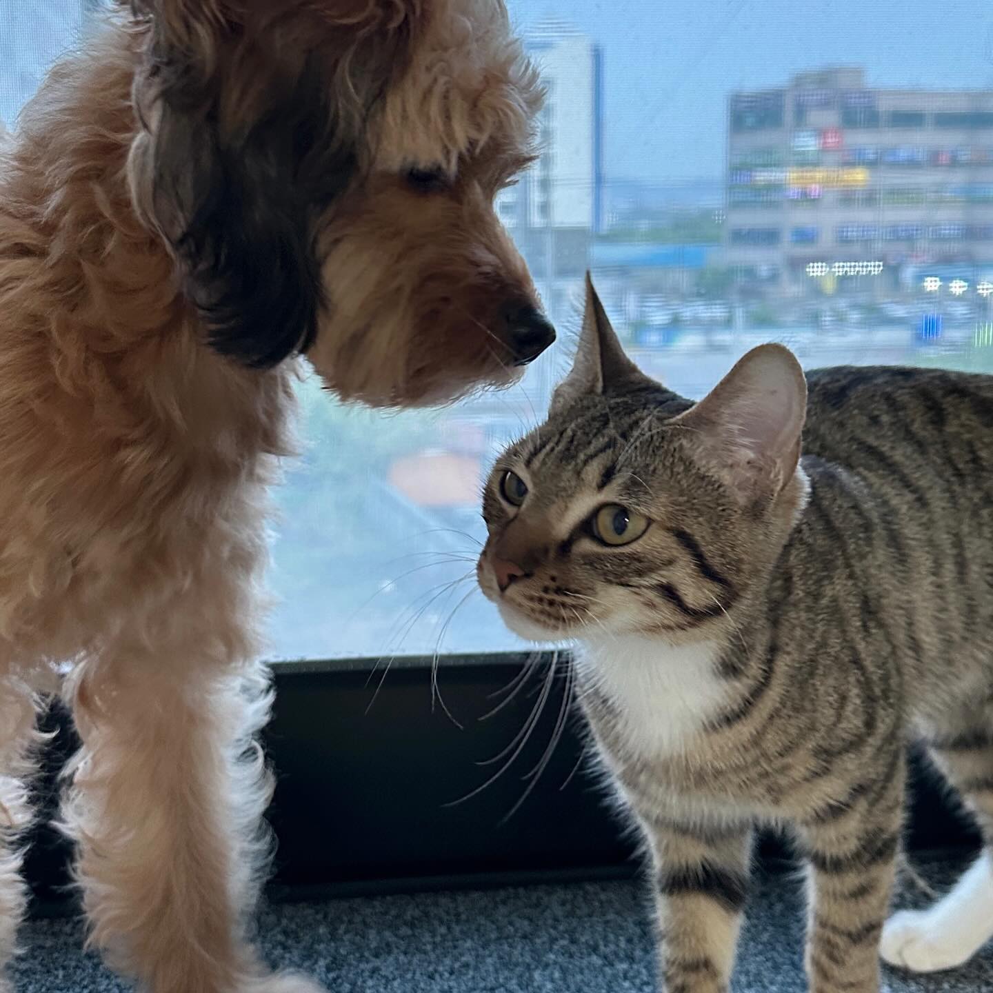 #율무 #유자 #뽀리 🧸🍊🌾

잠시 임보중인 고양이 뽀리😽

강아지 냄새 가득한 집에 온 첫날 마지막 사진처럼 털을 쫙 세우고 경계하던 뽀리의
모습은 전혀 없고 유자랑 꼭 붙어있는 모습을 보게 되다니🥺😭💖

율무는 냥냥펀치를 맞고 다니지만 유자는 뽀리랑 잘 지내.ᐟ .ᐟ 🫶🏻