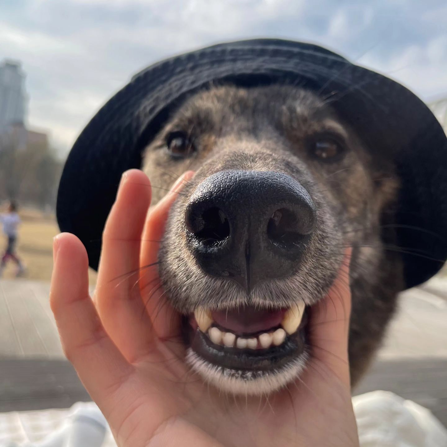22km 걸은 사람과 강아지들 🐕
스튜핑온더고 사진 완전 기대되고 📷 
피자랑 빙수 완전 맛있었고 ❣️
날씨 너무 좋았고 ☀️
그리고 광교 OK맨 다음에 꼭 같이 산책해요..👌
누워서 끌려가던 귀여운 강아지 친구 또 만나고 싶어 🫶 

#20240316
#수원광교호수공원 
#스튜핑온더고