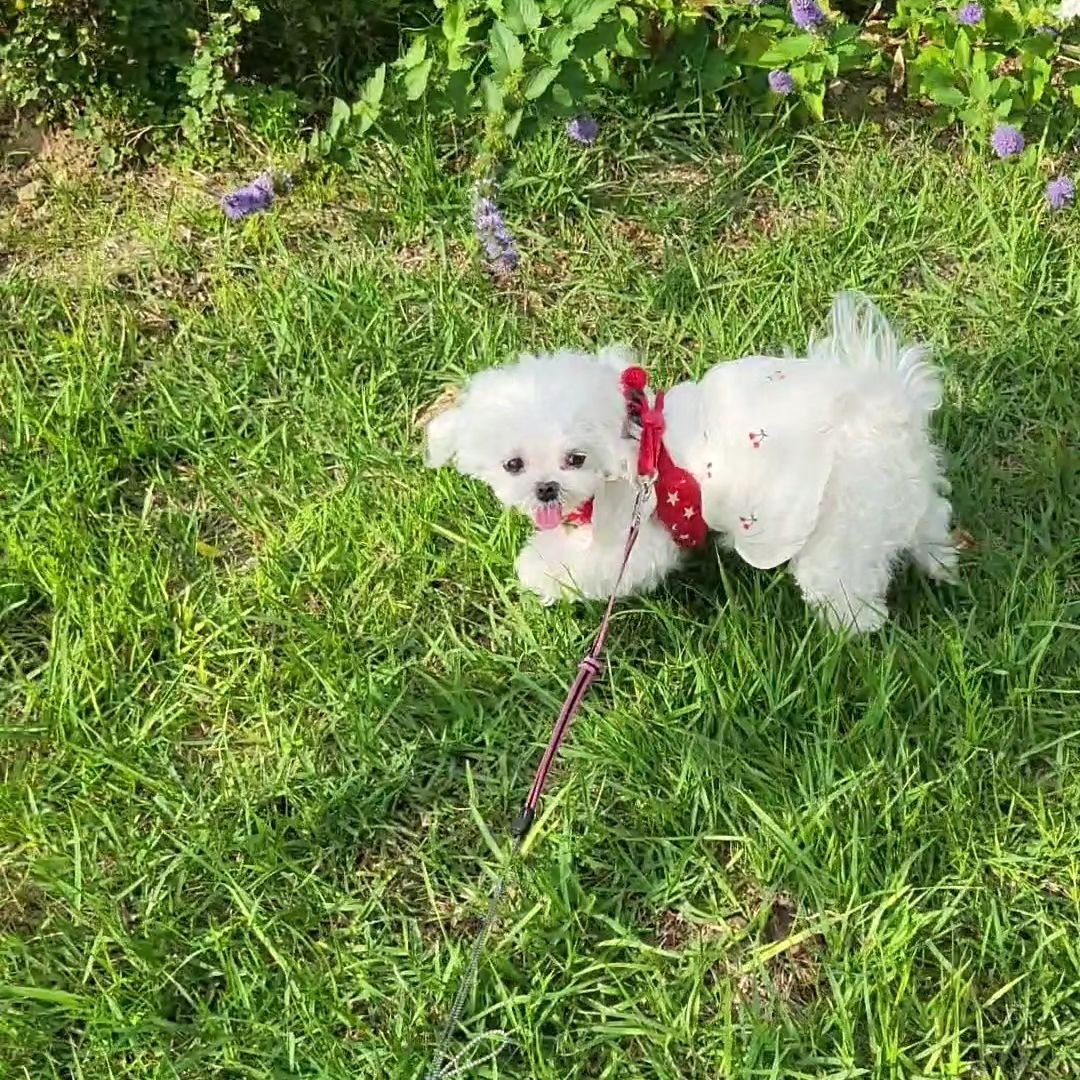 은총이랑 같이 보낸 생일 견생 첫 바다
우리 은총이 8살이예용...
🐶 🐾🎂🦞🦪☕️🥐🌊⛱️