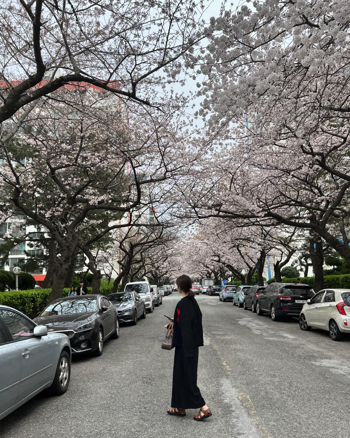 날씨가 추워지니까 따뜻했던 시간이 그리워서☃️🌸
#벚꽃