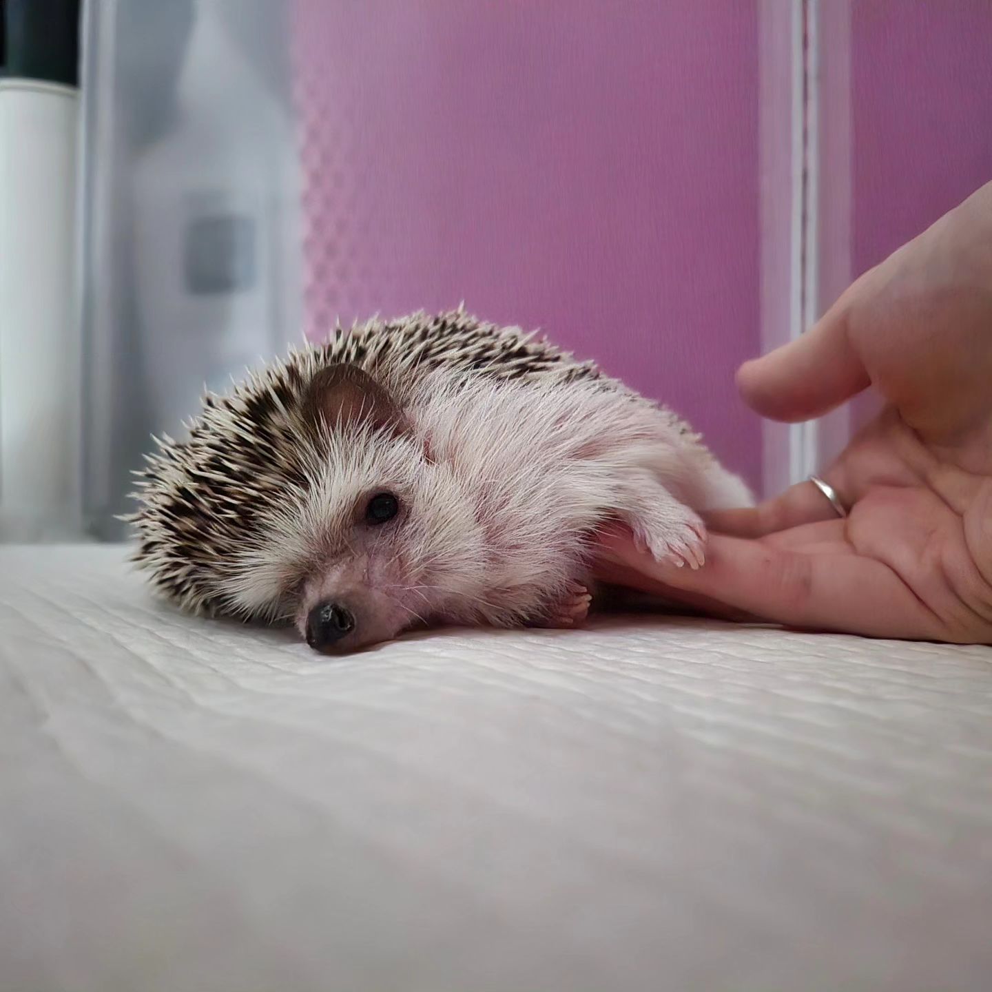 뿌까🦔ᵖᵖᵘ ᵏᵏᵃ
어떻게 널 사랑하지 않을 수 있겠니
•
•
•
•
#응꿍뿌 #PetsofInstagram #Hedgehogs #HedgehogLovers #hedgies #pet #hedgie #hedgehogs #erizo
#반려동물 #집사 #고슴도치 #고슴도치그램 #똥싸는선인장 #hedgehog #ハリネズミ #ペット #hérisson #amazonpets #hedgehogcommunity #instagram #daily #follow4followback #좋아요 #팔로우 #likelike #fff #instagood #instadaily #amazonpets