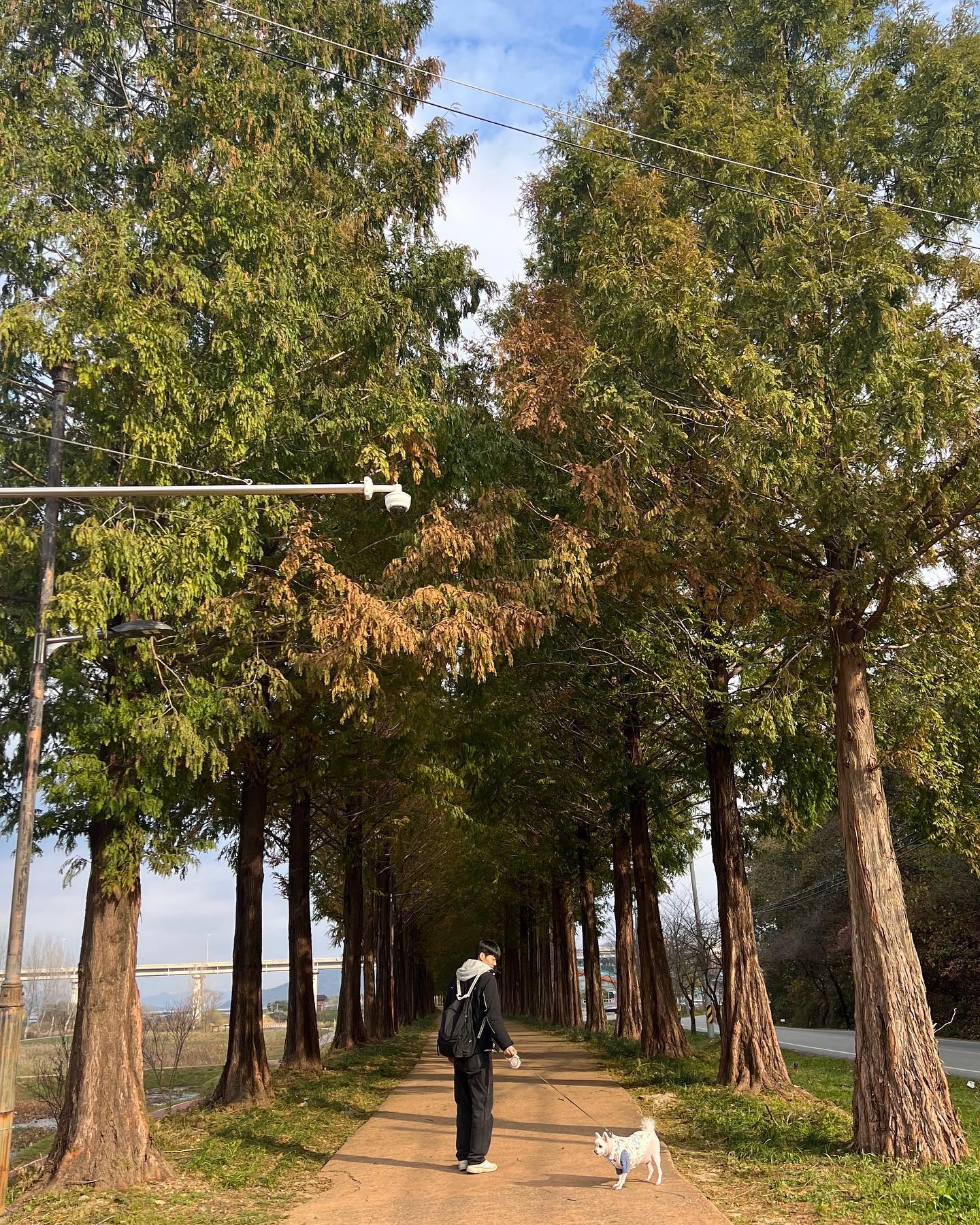 뽀솜아 가자!
#메타세콰이어길 #🌲