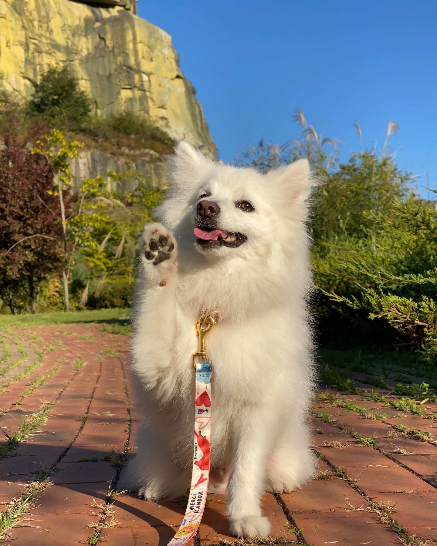 독바위 정상 찍고 🧗 털봉이 견생샷 찍고✨