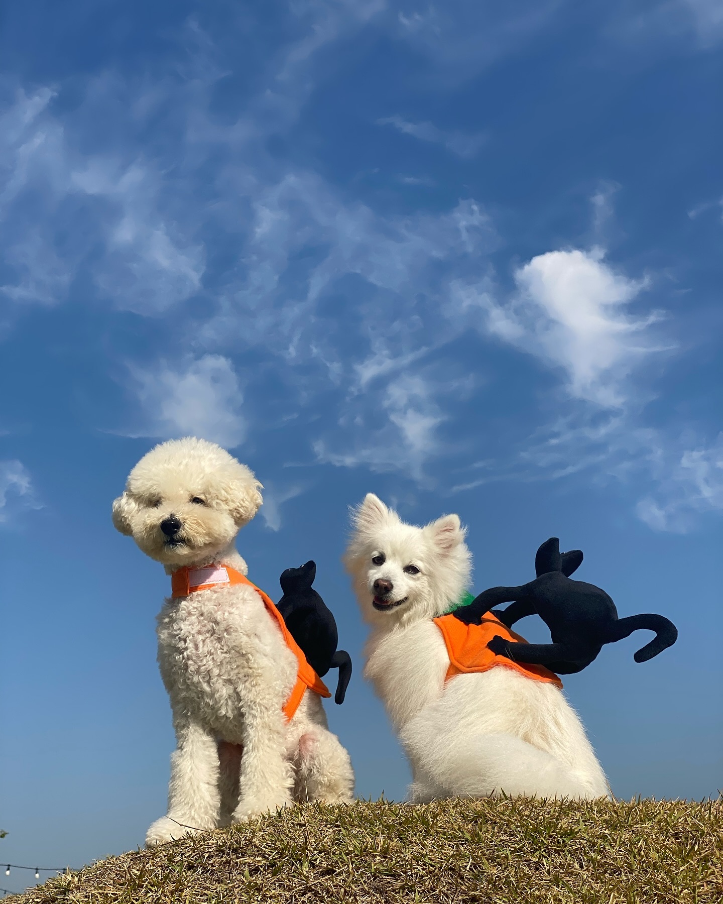 퐁이랑 봉이랑🎃