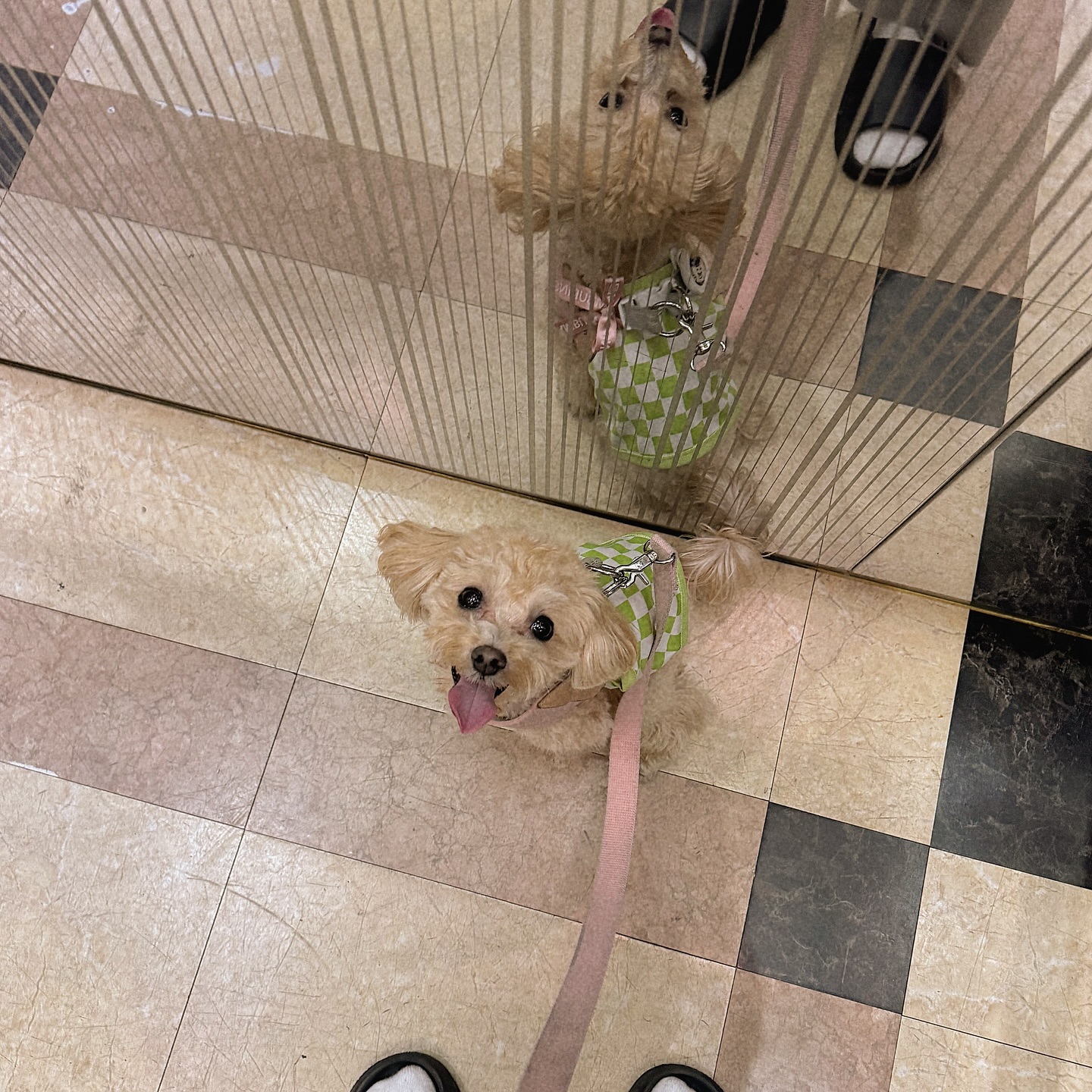 우리집 간나지 🐶🫧 

#작은강아지 #견주 #갱얼쥐 #귀여운강아지 #강아지짤 #견주소통 
#댕팔맞팔 #멍팔환영 #애견소통 #강아지일상 #강아지스타그램