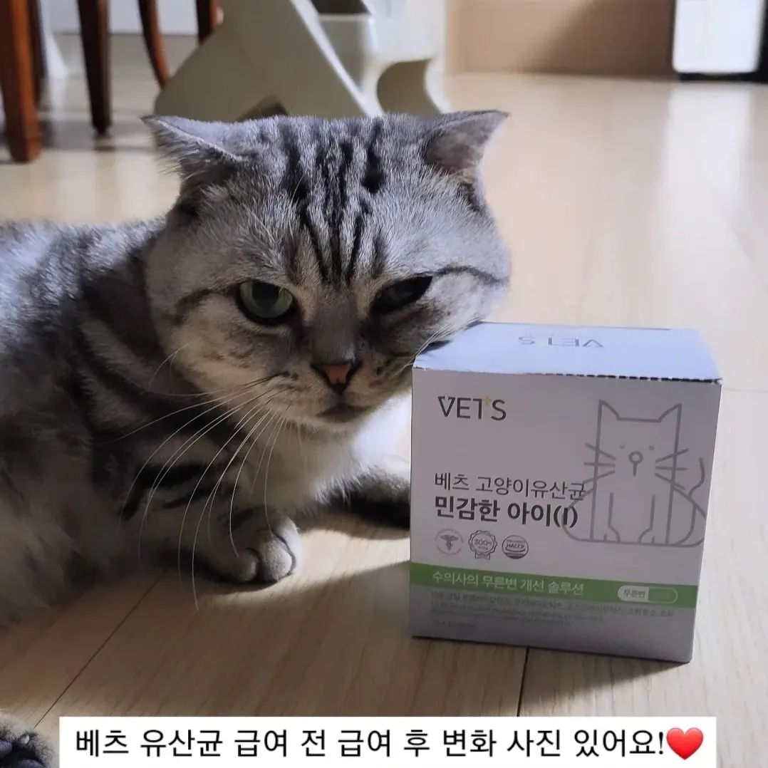 #협찬 #제품제공 #베츠

베츠에서 민감한 아이 유산균을 보내주셨어요! 인스타에서 많이 보였던 제품이라 궁금했었는데 좋은 기회로 받아보았답니다 :)
✔️수의사가 직접 개발한 증상별 유산균 솔루션
✔️무른 변에 도움을 주는 기능성분 추가배합
✔️300억 코팅 프로바이오틱스
✔️하루 급여량 1g

츄르에 섞어줬는데 카이는 가리지 않고 잘 먹었어요! 카이가 원래 좀 예민한 편이라서 민감한 아이로 받아보았는데 토도 안하고 많이 좋아진 것 같아요~ 토를 많이해서 항상 걱정이였거든요ㅜ 평소 항상 먹이던 것만 먹였는데 베츠 유산균은 카이에게 잘 맞나봐요!
 
무른변을 자주 봐서 걱정이셨던 분들께 추천드려요! 혹은 평소 예민해서 소화기 질한이 잦은 고양이에게도 추천합니다~

#고양이유산균 #고양이영양제 #고양이설사 #고양이무른변 #고양이필수영양제