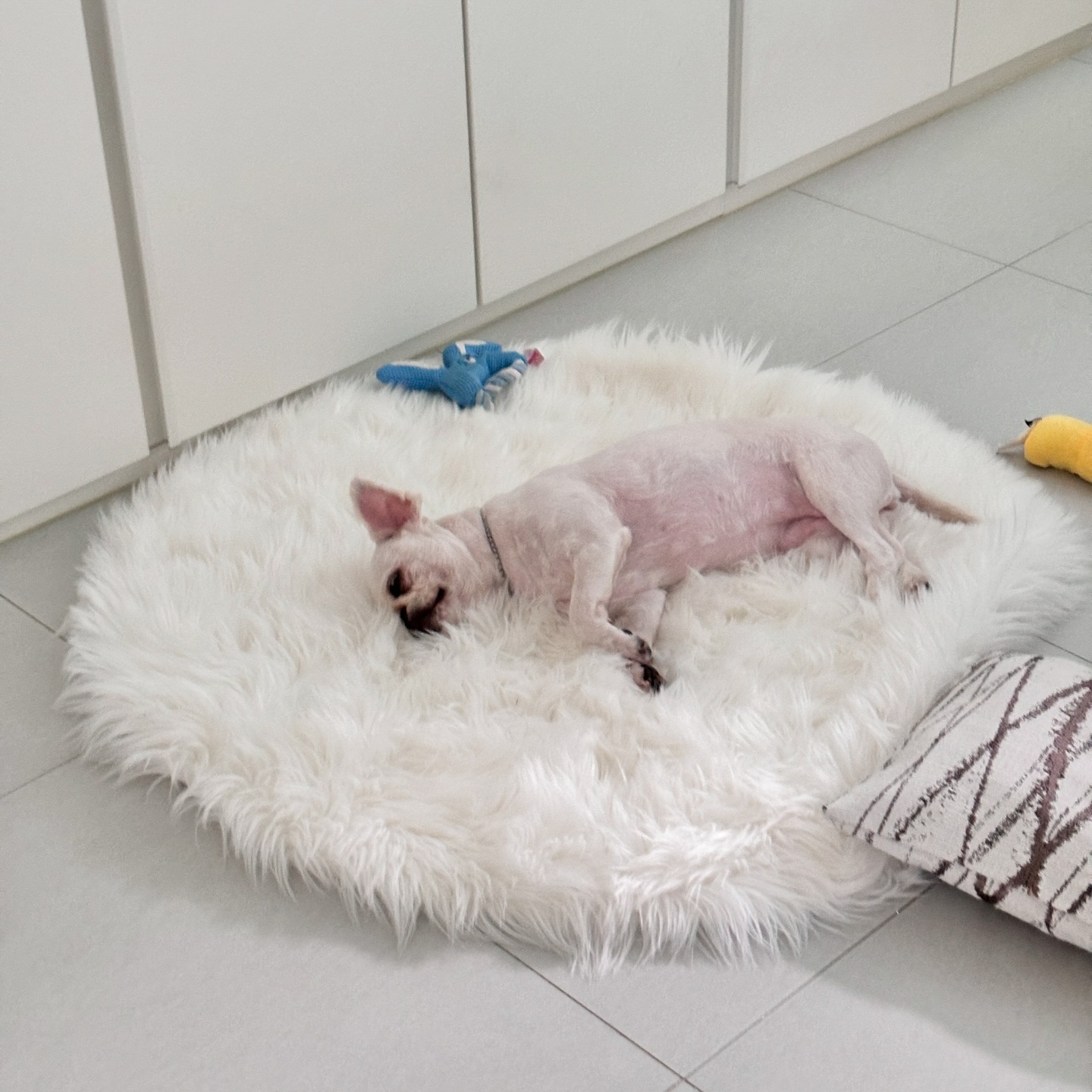 죽은거 아님 자는거 맞음…