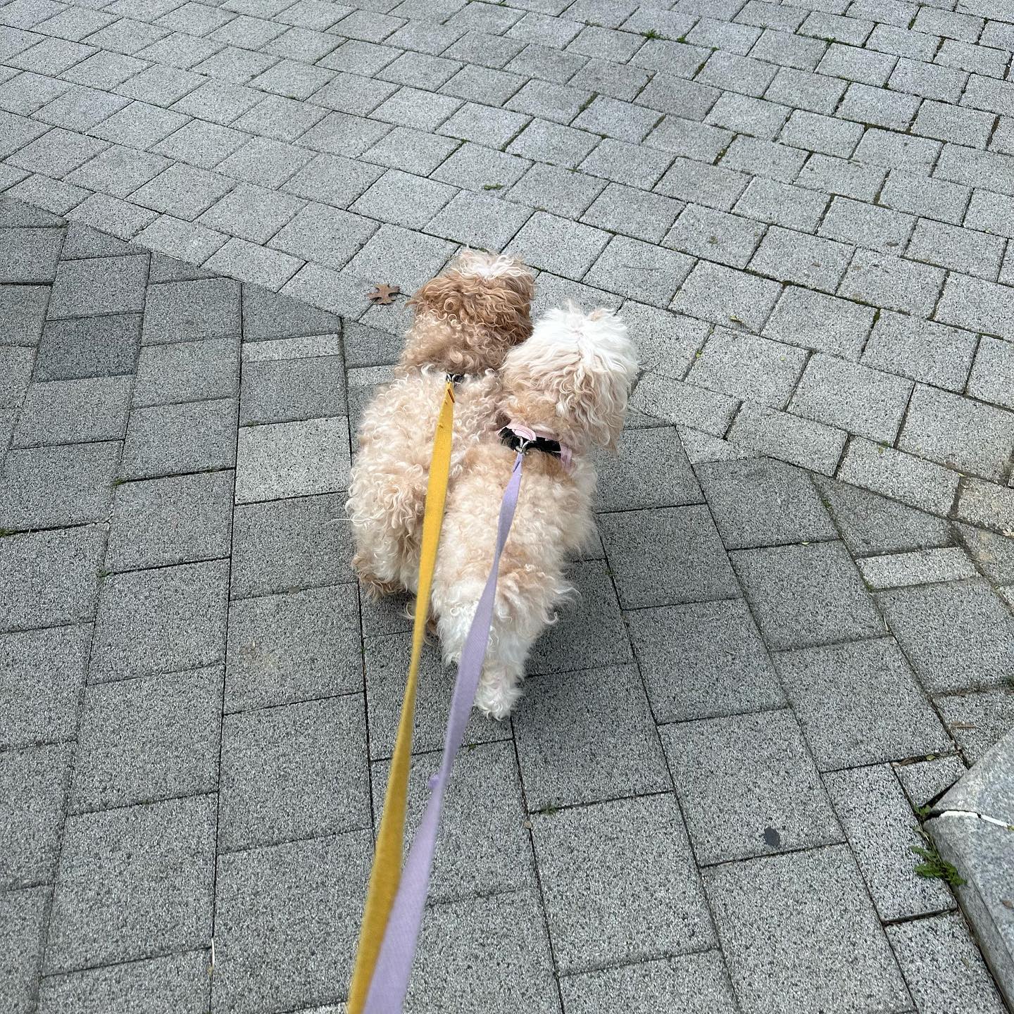 .
앞으로는 산책 많이 하자
제리야 라떼야🐶🐶

#강아지 #산책 #모닝산책 #말티푸 #남매견 #펫스타그램 #반려견 #반려동물 #일상 #daily