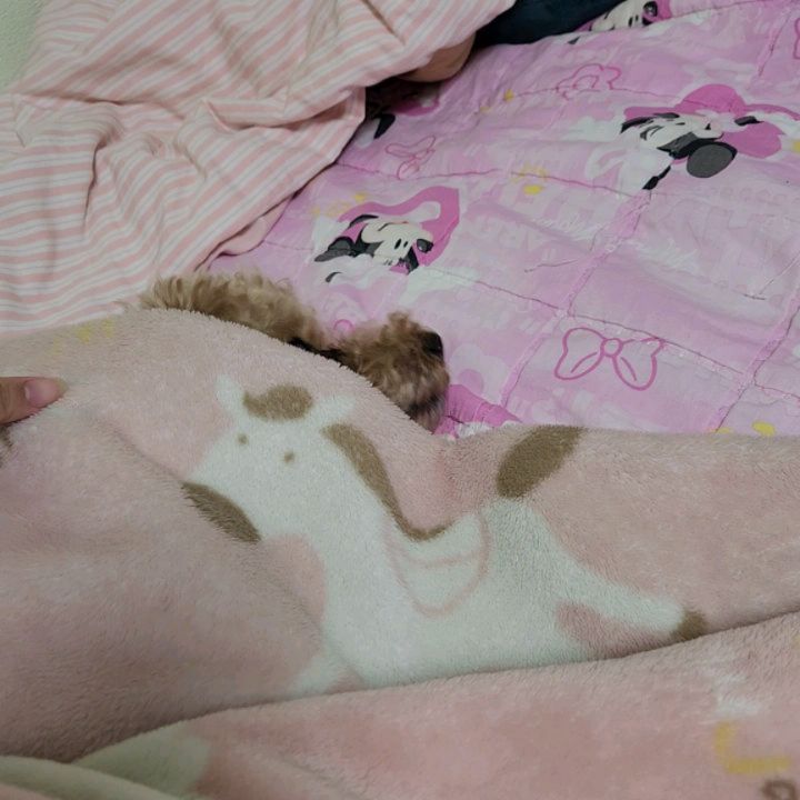 오늘 날씨도 꾸리꾸리한데 누나 기분도 꾸리해서 덩달아 하쿠도 집에서 꿀잠중🛌
