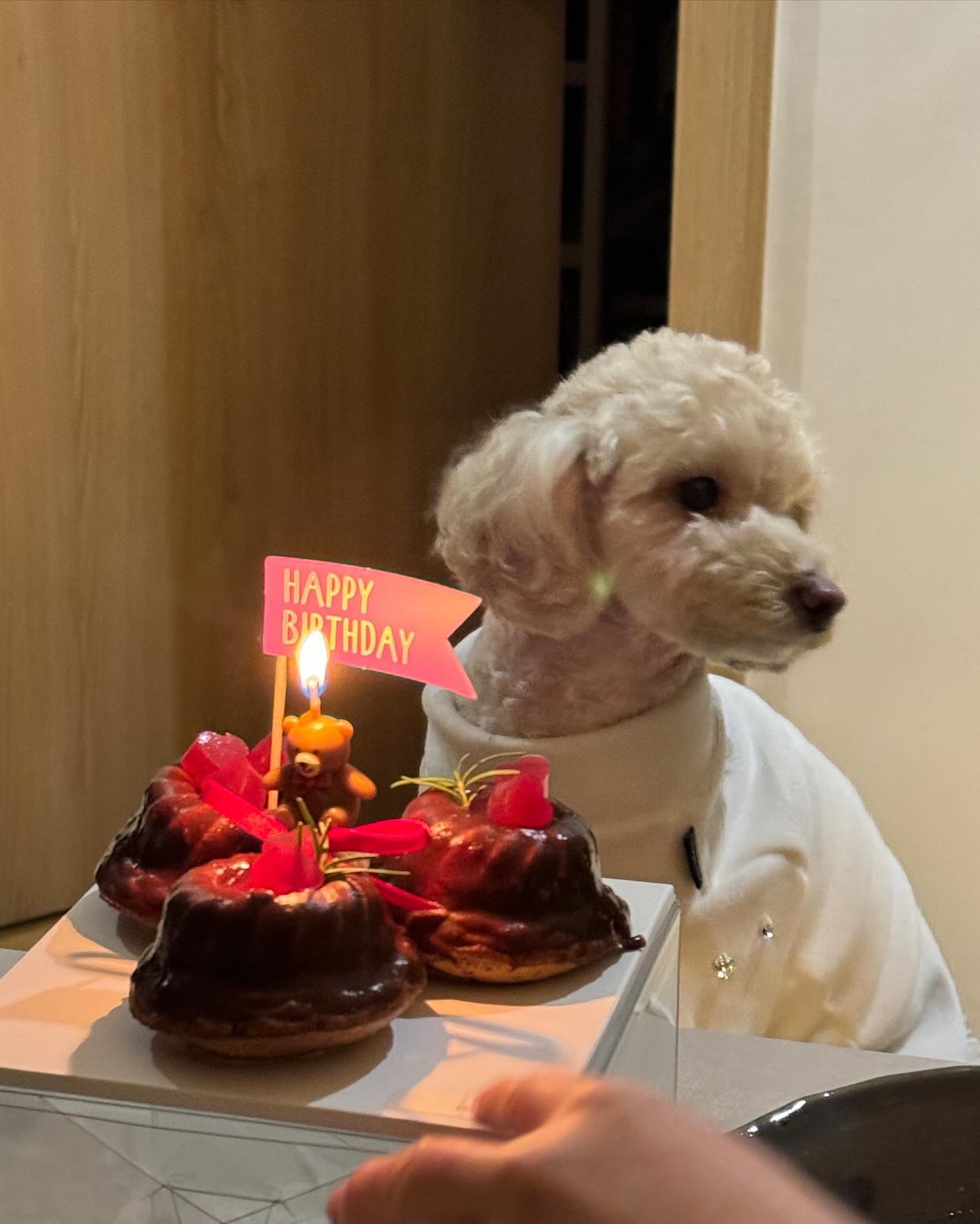_20231222

쵸밥이의 4번째 생일은 동네사람들 잔치 ㅋㅋ

강아지 한마리 생파한다고 사람 9명 우르르 ㅋㅋㅋㅋ
옷부터 영양제 간식 그리고 직접 만든 케이크까지
선물들 챙겨들고 쵸밥이 생일 축하해주러 와줬다.

보답으로 구남친이 요리를 했는데 구남친 전생에 요리사였던듯
감바스 마파두부 유린기 바지락술찜 닭볶음탕
다 구남친작품인데 아주 최고였다 하나도 남김없이 싹쓰리👍

쵸밥이가 오진때문에 병원 다녔을무렵 우리 부부가 힘들어했을때 
우리와 친한 모든 지인들이 걱정해줘서 위로받았고
특히 김포와서 친해진 동네사람들이 참 많아졌는데
다들 본인들 일처럼 걱정해주고 같이 울어줬다.

이렇게 다시 태어난 쵸밥이 축하해주겠다고 
축하해주러 와준것도 고맙고 나랑 구남친은 인복이 많다🙏

결국 쵸밥이 생파 명목하에 우리들 파티였지만ㅋㅋ
쵸밥아 생일축하해💜🫶🫶🎉🐶