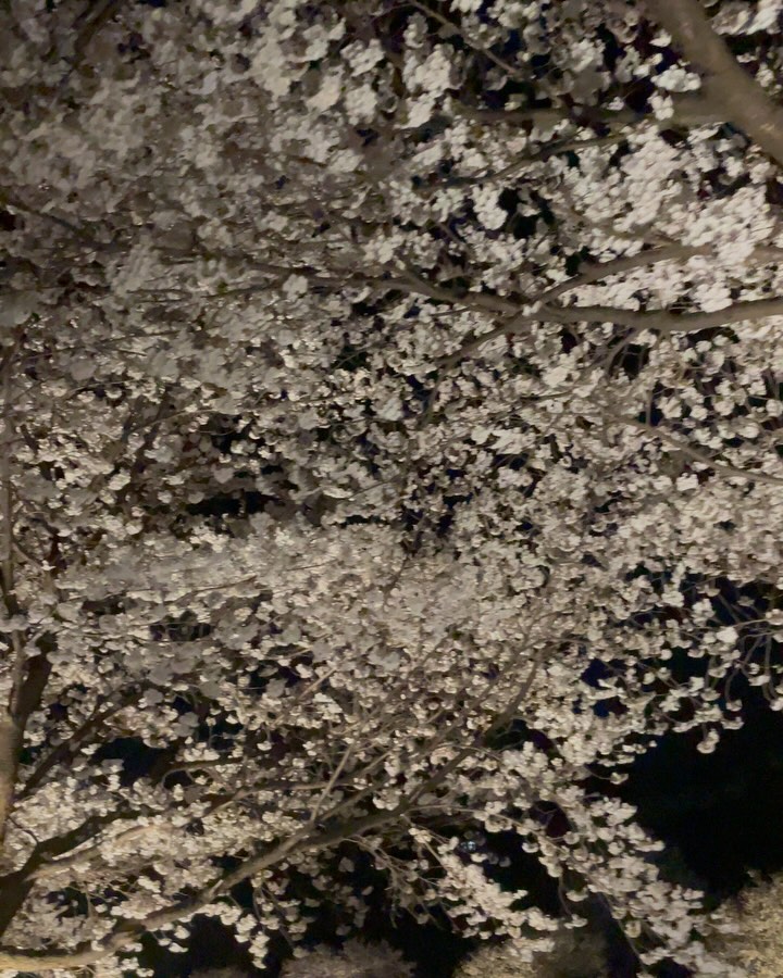 🌸