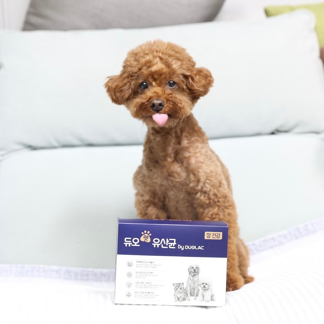 #협찬 저희 집 강아지는 태어났을 때 부터 선천적으로 장이 약한 편이라서 항상 #펫유산균 을 급여하고 있는 중인데요. 듀오락의 유산균은 국내외에서 인정받고 있다고 해서 이번에 미르에게도 급여해봤어요. 장 건강 케어를 위해서 투입균수는 200억을 넣어 10억 균을 보장하고요. 사람이 먹을 수 있는 원료로만 생산해 100% 휴먼그레이드로 만들어지는 #듀오펫 유산균은 음식물 소화와 영양분 흡수, 수분흡수, 찌꺼기 배출에 도움을 준다고 하니 놓칠 수 없겠죠?신바이오틱스 포뮬러로 듀얼코팅해 살아서 도착한다고 하니 참고해서 필요하셨던 분들은 쟁여보세요! 기호성도 좋아요 :) #듀오락 #듀오락유산균 #강아지유산균 #고양이유산균 #반려동물유산균 #듀오락펫유산균 #CBT유산균 #듀오락펫유산균 #펫유산균추천 #유산균