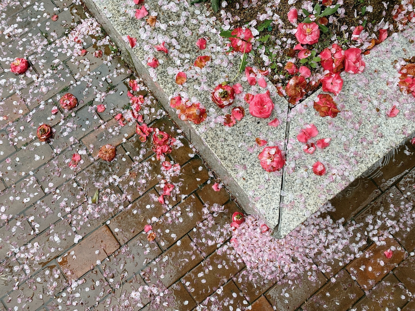 #꽃이진다고그대를잊은적없다 
#꽃이진다고봄이끝나는것은아니다 
 
라고 하지만 여름인 것 같네요 🤣
 
 
미니미니가 엄청 기분좋게 등원을 해서
저도 무지하게 기분좋게 출근을 합니다
 
 
#나의하루를 #쥐었다폈다하는구만 #귀엽고무서운 #꼬맹이 #내전부는너야 #오늘도열심히놀고 #만나자 #기분좋은아들 #행복한아침 #날씨도좋고 #멋진하루 #매일꽃데이 #꽃사진그램 #사진첩에꽃사진가득 #나이들었나봄 #그래도좋아 #❤️