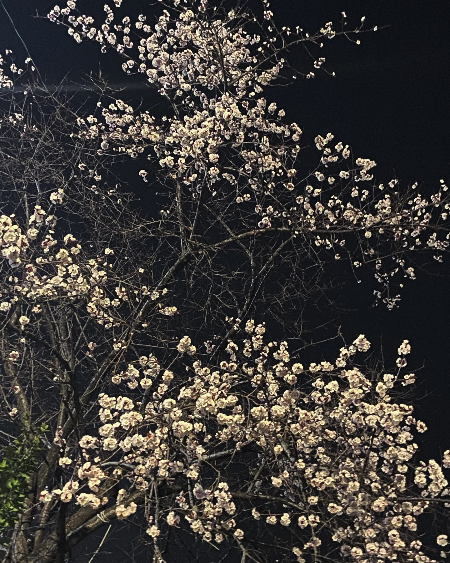 콘텐츠