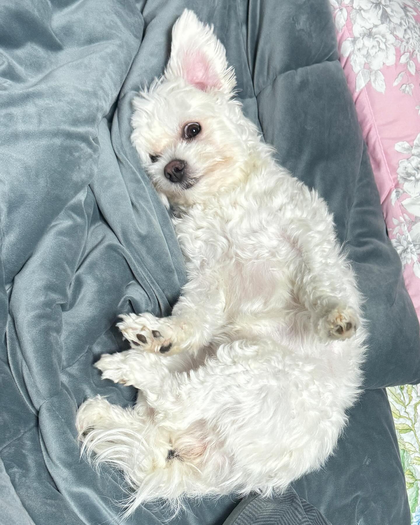 왜 나보다 더 유연한거 같지…?🧘‍♀️🧘‍♀️