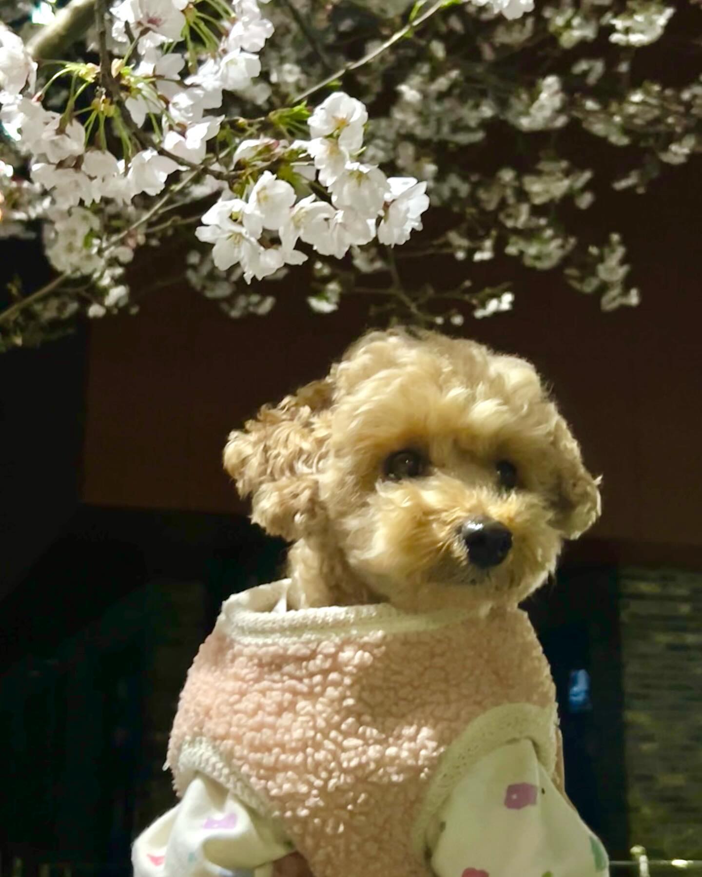 아직도 아가같은 
4살 🌸모카🌸