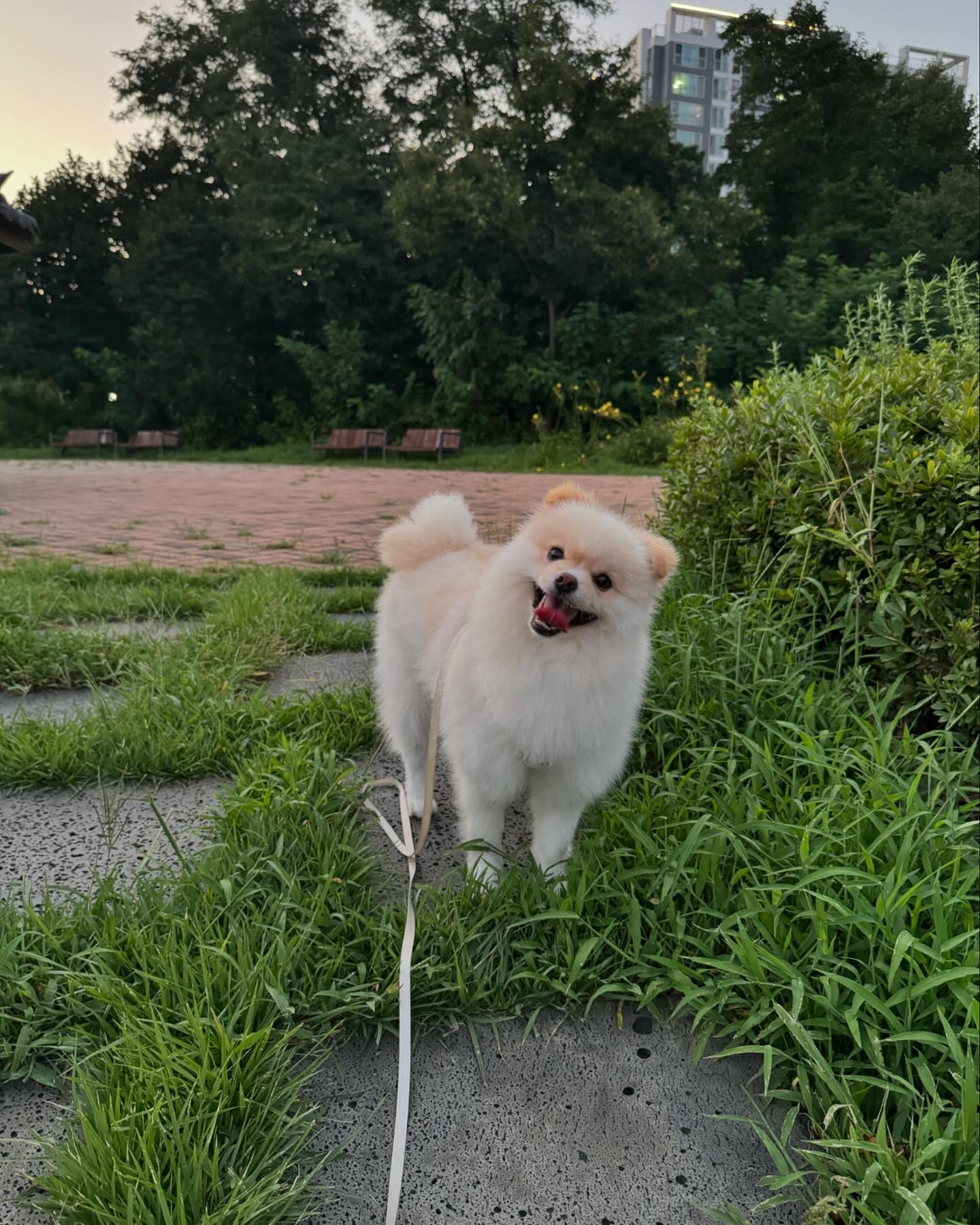 산책은 즐거오〰️〰️〰️✌🏻💚
