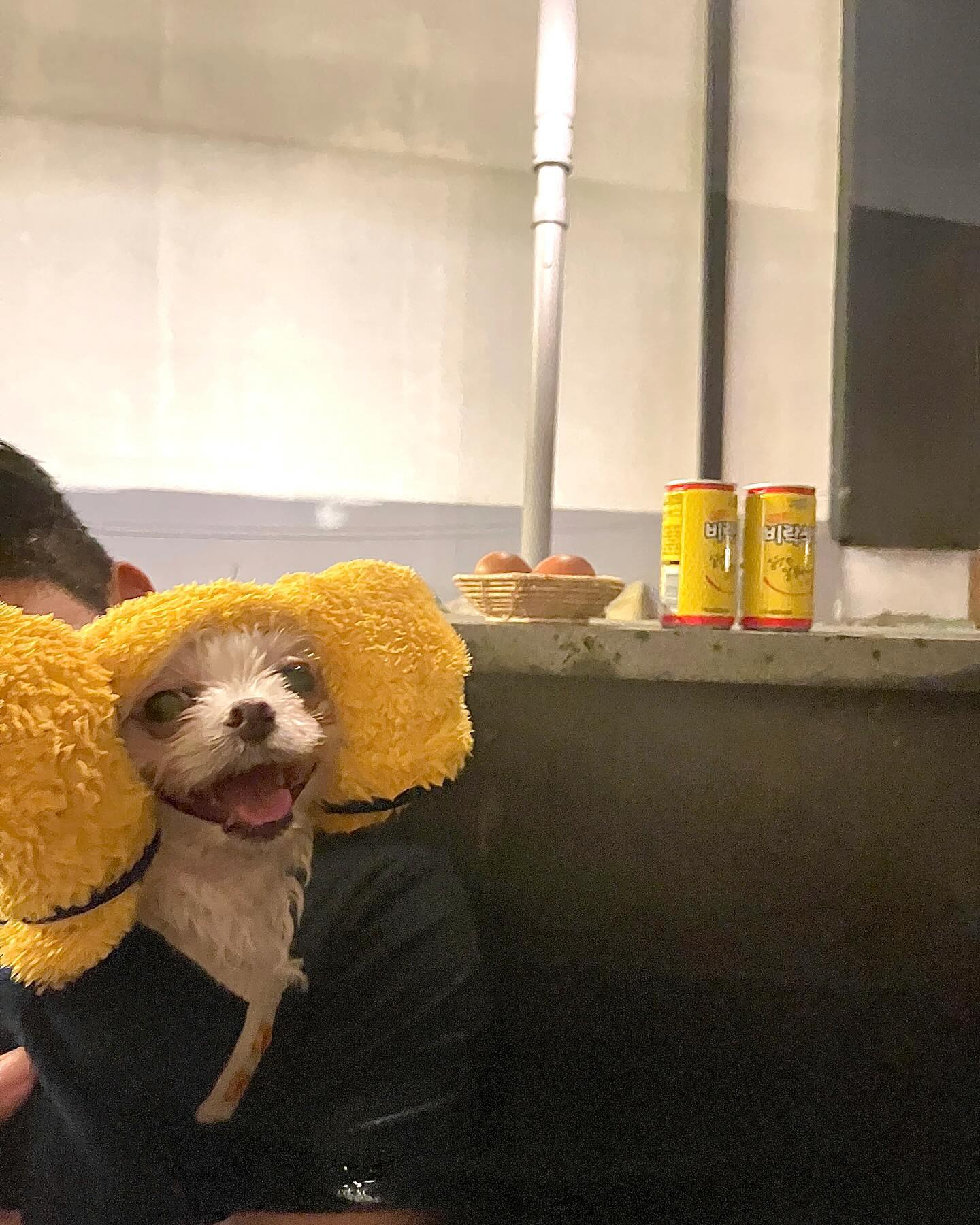 물에 빠진 생쥐🐶💛
#노천탕 구운계란 식혜 사장님 센스 무엇🫰🏻
물에 두 번 빠져 망고 샤워 두 번 한 날🥲ㅋㅋ
-23년 11월 홍천-

#스테이감동 #강아지펜션 #애견펜션 #자쿠지 #페스룸 #말티즈