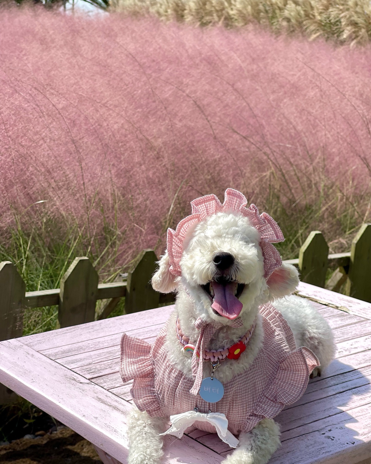 버터와 함께한 제주여행🐶
1. 핑크뮬리가 가득했던 예쁜 카페
버터는 기분이 좋으면 눈이 털에 파뭍힘
드레스코드 핑크로 맞춰입고 찰칵
 
2. 제주공항 돌하루방 포토존
제주도에 오면 꼭 찍어야 하는 사진!
버터도 클리어🫶🏻
 
3. 핑크물리사진 아쉬워서 한개 더
현무암 + 핑크뮬리 가을에 꼭 담아오세요💞
 
4. 황우지 선녀탕 / 제주바다와 현무암 그리고 버터
바람이 시원하게 불어줘서 바람 쐐는 중✨
 
5. 야외 테라스에서 해물라면 먹기!
(버터는 사료와 간식으로 대체🫢)
 
6. 제법 의젓해 사람 같은 버터
예쁜 공간이 가득했던 드루쿰다
캠핑장 같은 공간에서 👍🏻
 
7. 성산일출봉뷰 보면서 산책하기
얼마나 신났는지 귀가 펄럭 펄럭해서
버터야~불러 보았더니 토깽이가 뿅🐰

8. 귤나무 앞에서 귤먹고 싶어서
입맛다시는 버터 🍊 귤서리범 체포
 
9. 크로플이 맛있어보이니…?
브라운치즈가 올라가서 맛있었단다🥹
(여행내내 다양한 간식 급여,,) 이건 못먹어
 
10. ㅋㅋㅋㅋ꽤나 비행이 고됬는지 해탈한 버터
무지개해안도로에서 찰칵🫶🏻
 
요새 제주도 애견동반 비행기 많아진거 아시죠?
한 살이라도 더 어릴 때, 건강할 때
멍뭉이랑 제주도 다녀오시는거 추천해요😌
추억 + 사진 + 이야기가 오만개 생긴답니다 !
 
#제주도 #제주여행 #폰카오디션
#제주즐길거리 #제주볼거리
#제주먹거리 #혼자옵서개